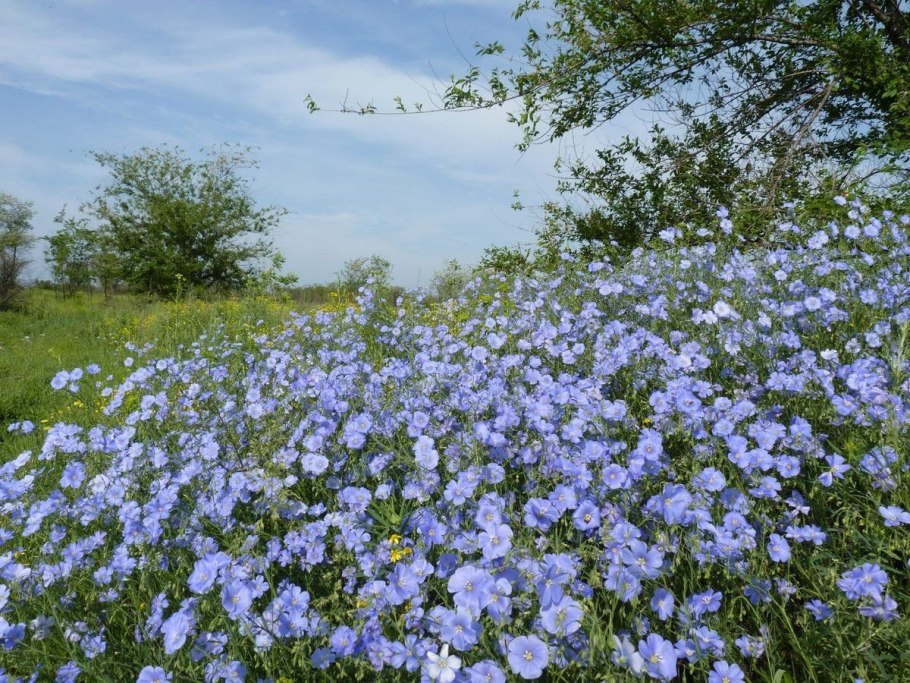 Сидерат лен масличный