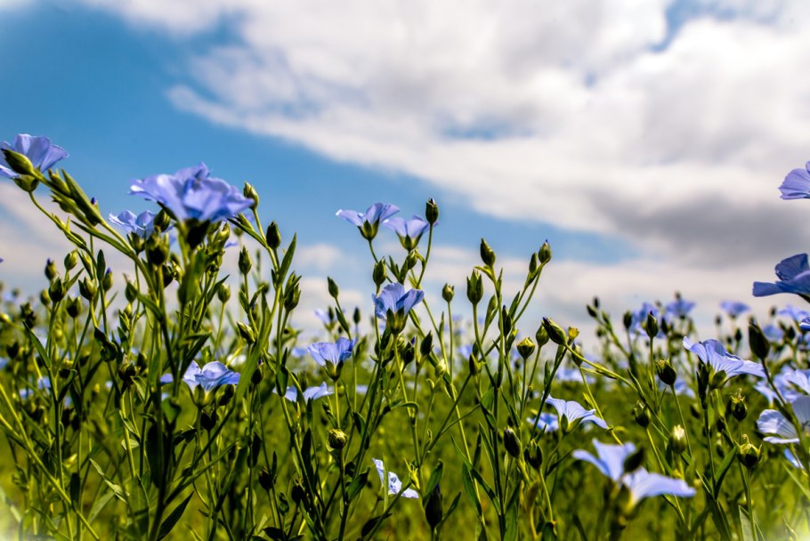 Поле с цветущим льном