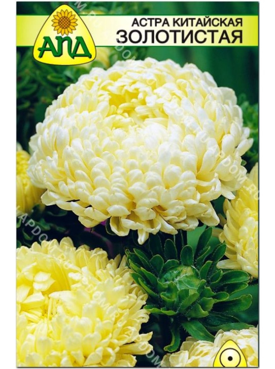 Астра китайская Йеллоу Тауэр