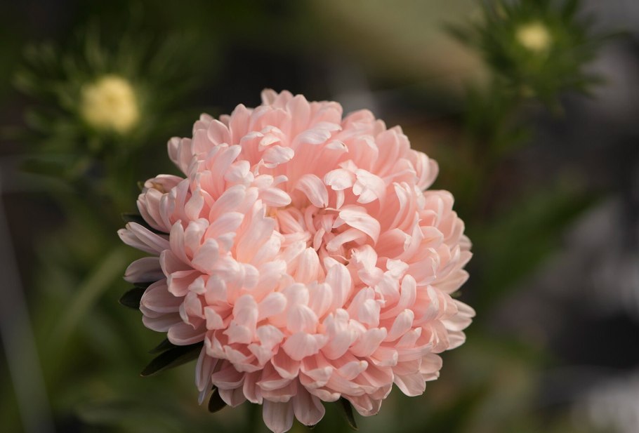 Хризантема Космо Еллоу