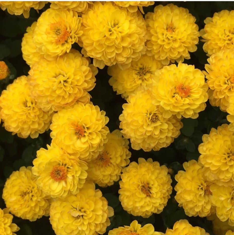 Хризантема Аламос Еллоу