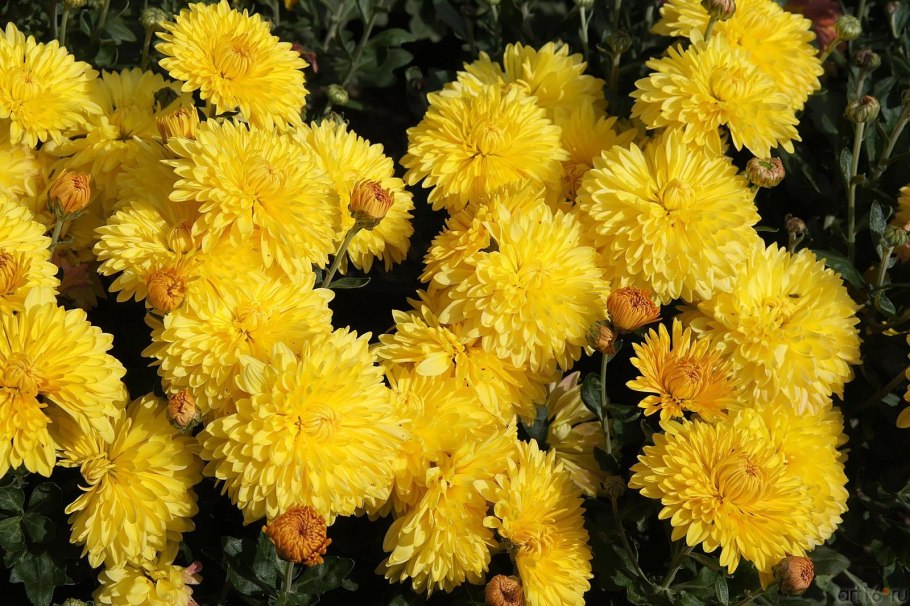 Желтые астры и хризантемы