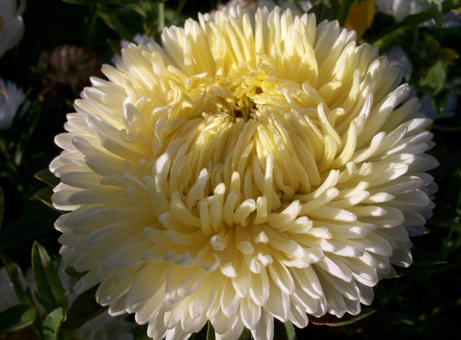 Хризантема Cosmo Yellow