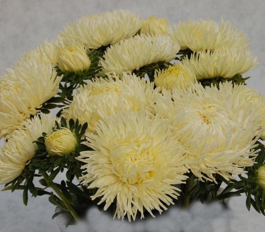 Астра пионовидная Тауэр