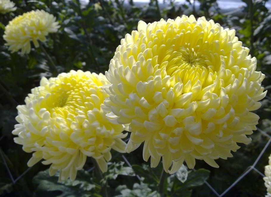 Астра пионовидная