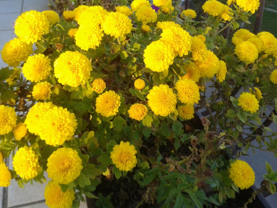 Астра Дюшес желтая