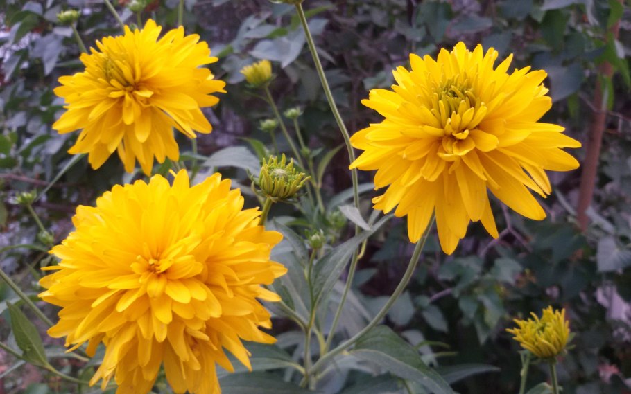 Астра леди Гамильтон фото