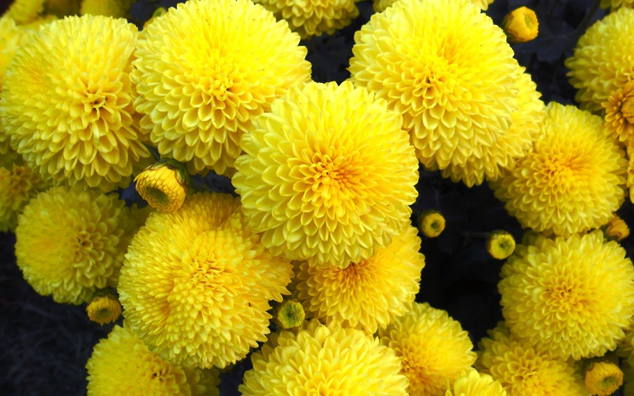 Хризантема игольчатая желтая