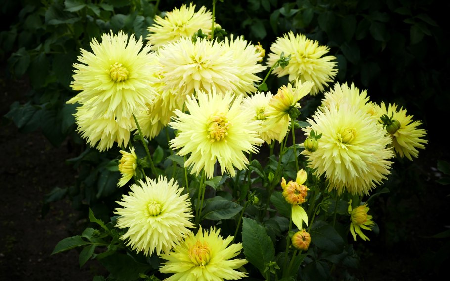 Астра Хризантелла коралл