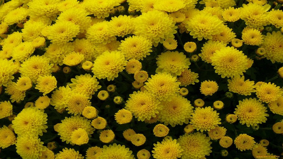 Хризантема помпон Еллоу