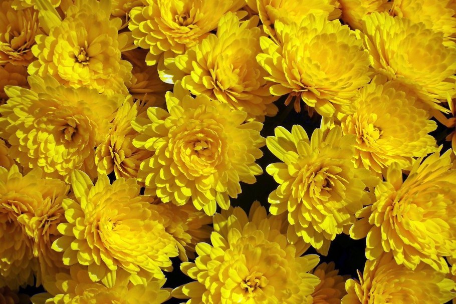 Хризантема Флорида Еллоу