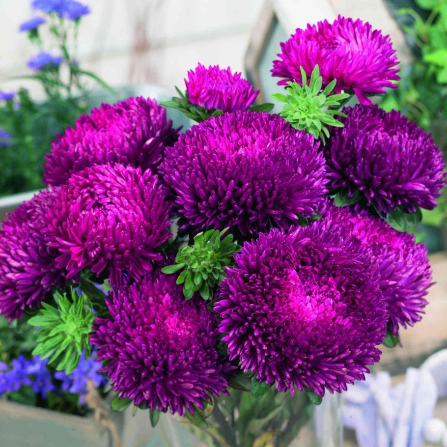 Астра Еллоу