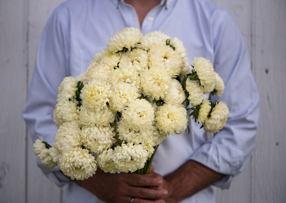 Хризантема Копикет Еллоу