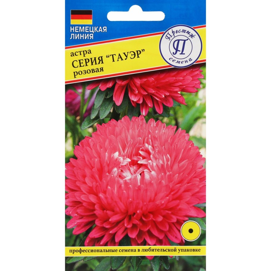 Астра леди Корал жёлтая