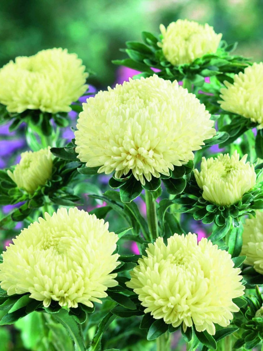 Хризантема сорт Джамайка