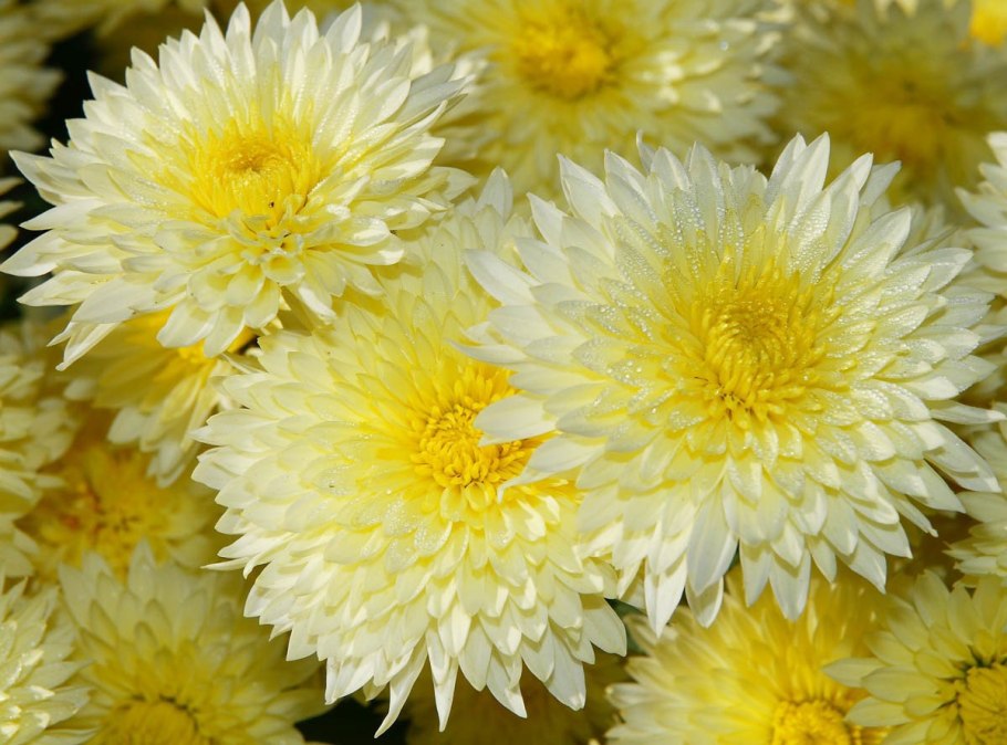 Хризантема Эллен Еллоу