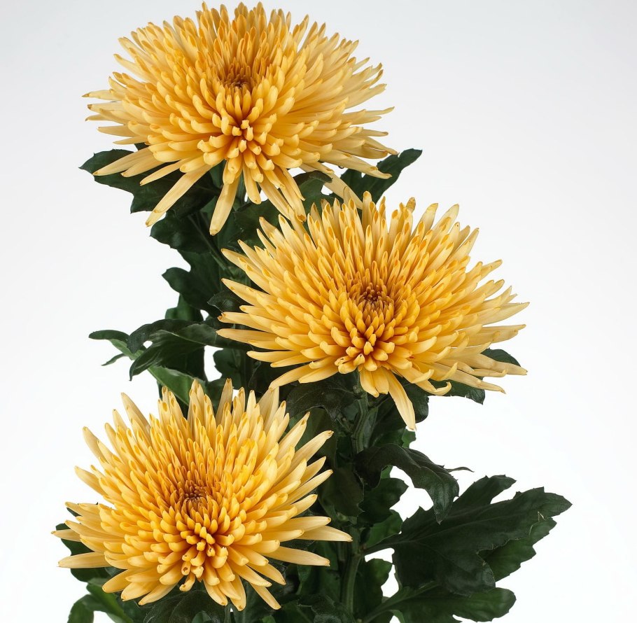 Астра Гала желтая