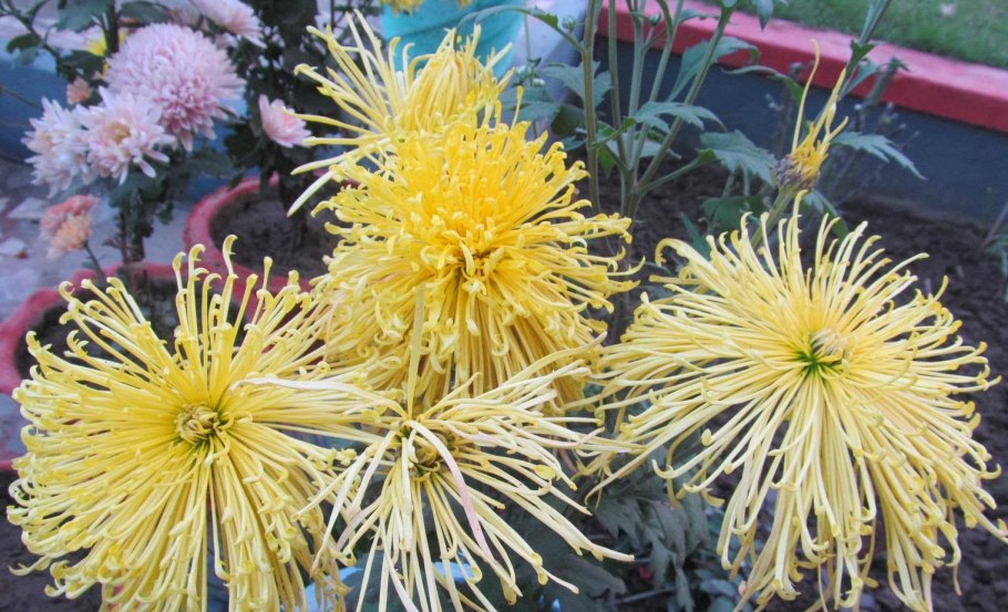 Астра Хелльгельб светло - желтая