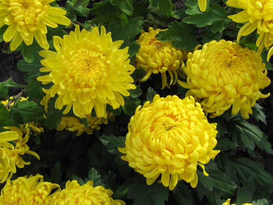 Хризантема Венди Еллоу