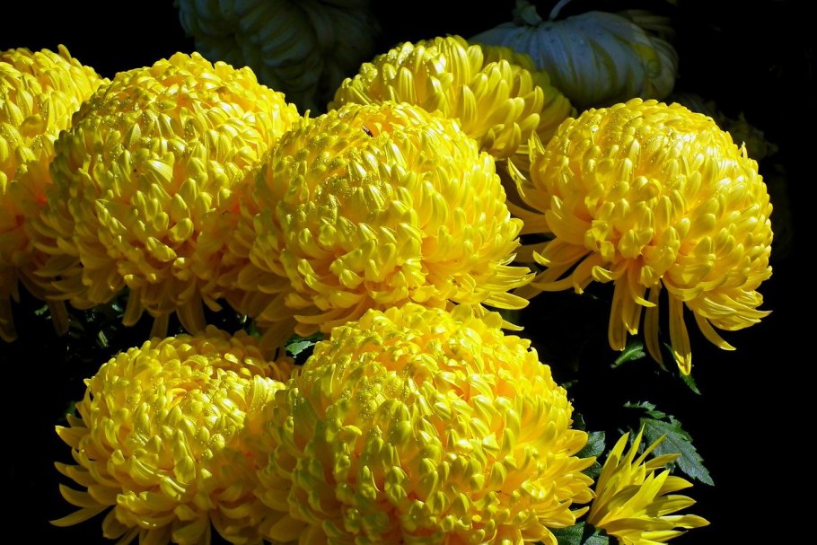 Астра башня белая 0,3г