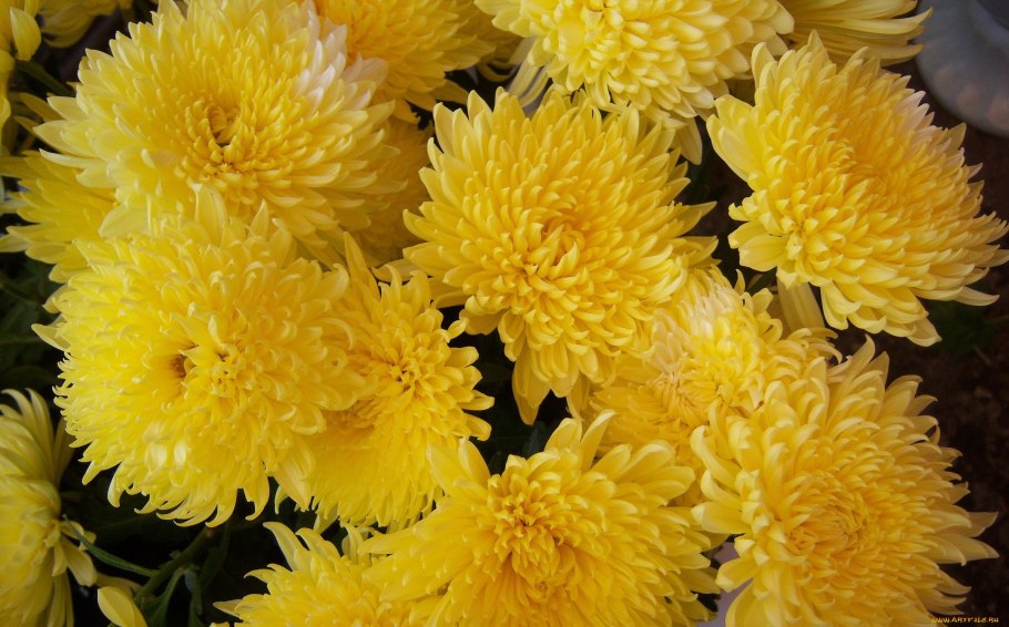 Хризантема Хайдар Еллоу