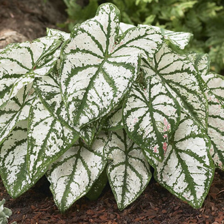 Каладиум цветение