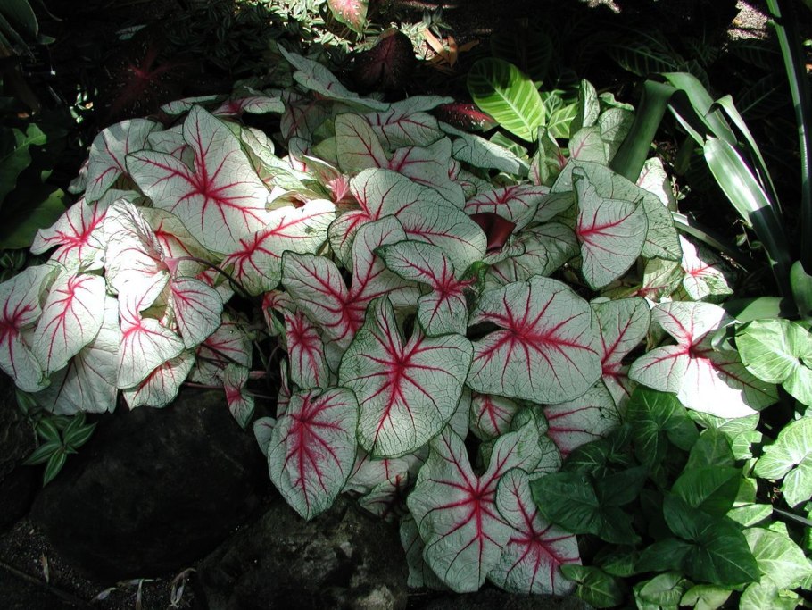 Каладиум Raspberry Moon Caladiums