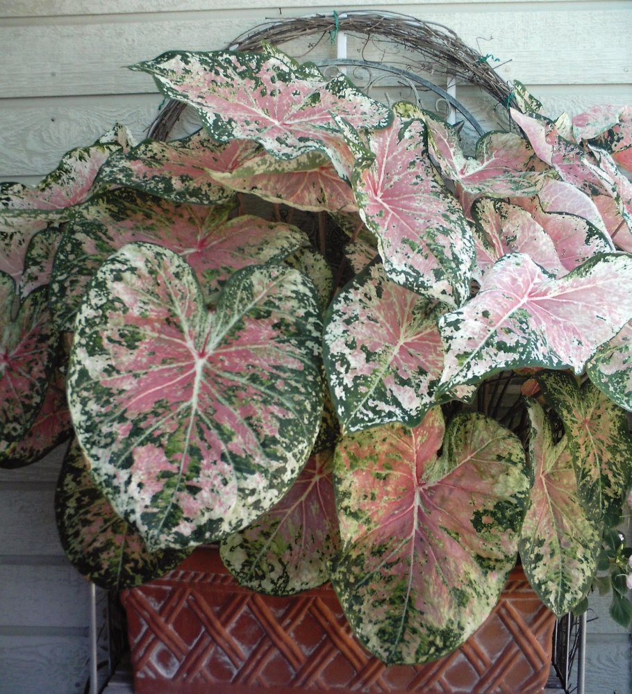 Senecio oxyriifolius