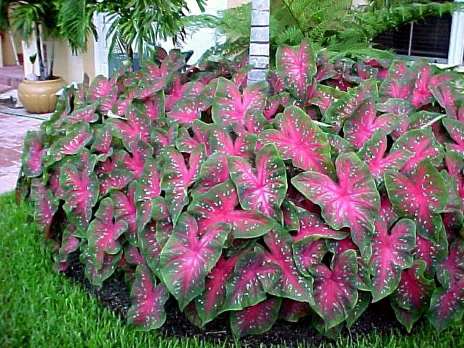 Каладиум айс Крим