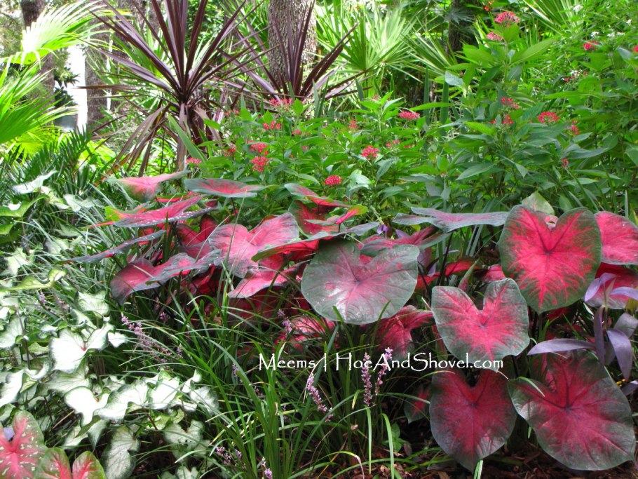 Каладиум Кротон цветок