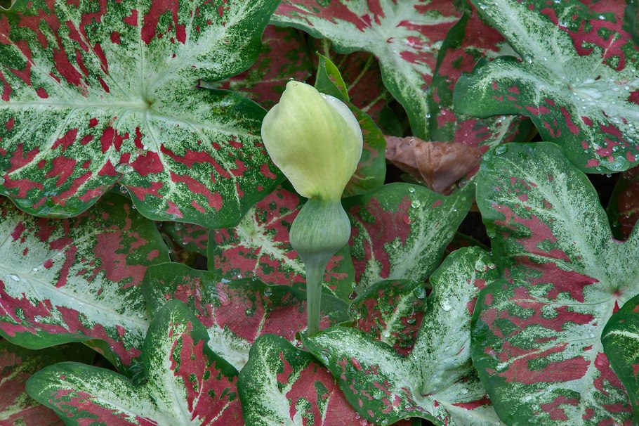 Каладиум Кардинал