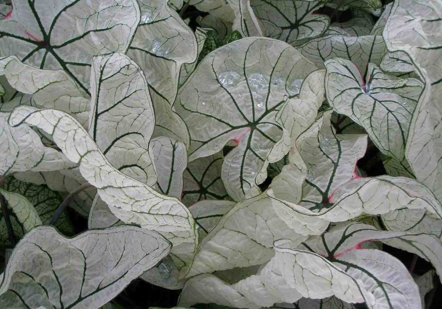 Каладиум (Caladium Red Ruffles