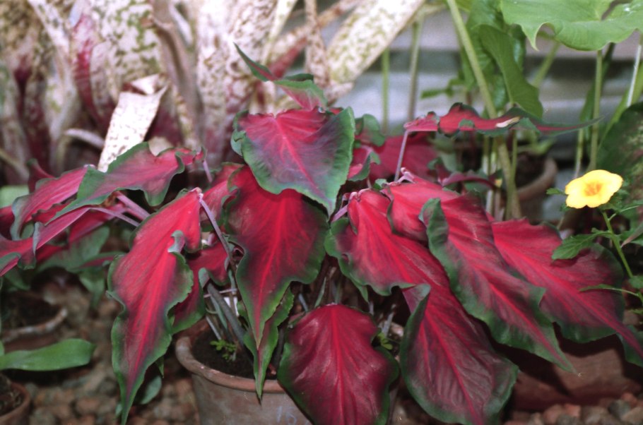 Каладиум в саду Florida Cardinal
