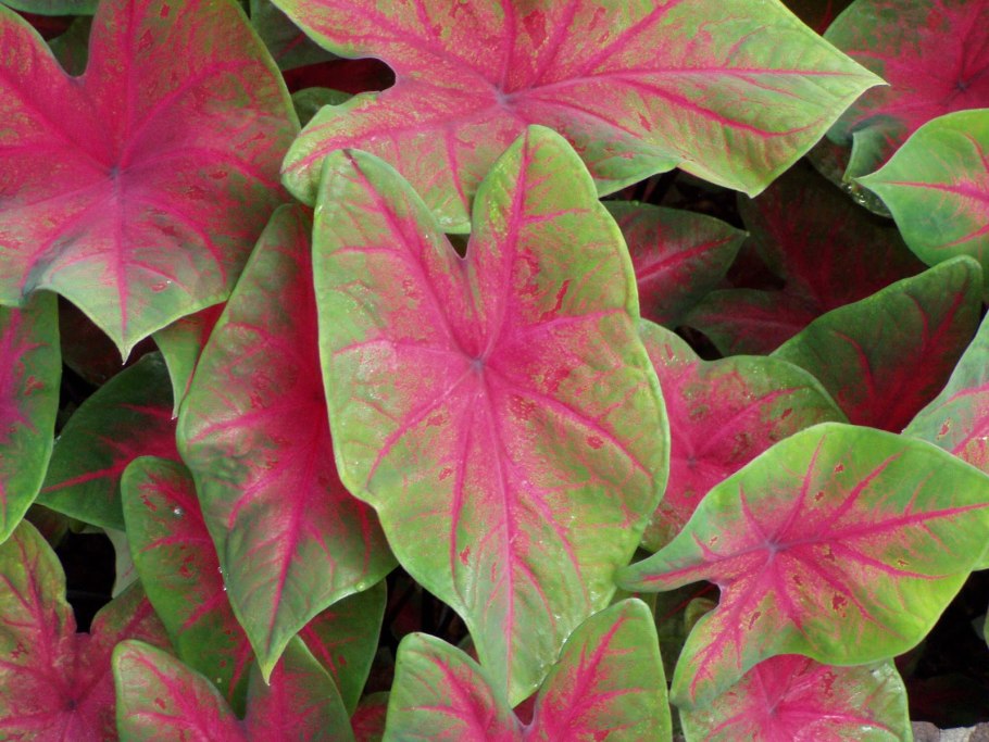 Каладиум John Reed