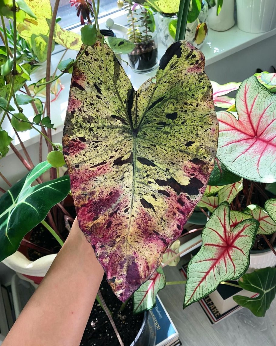 Каладиум клубни купитьфлориум