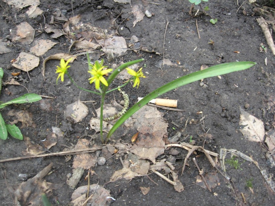 Гусиный лук (Gagea)