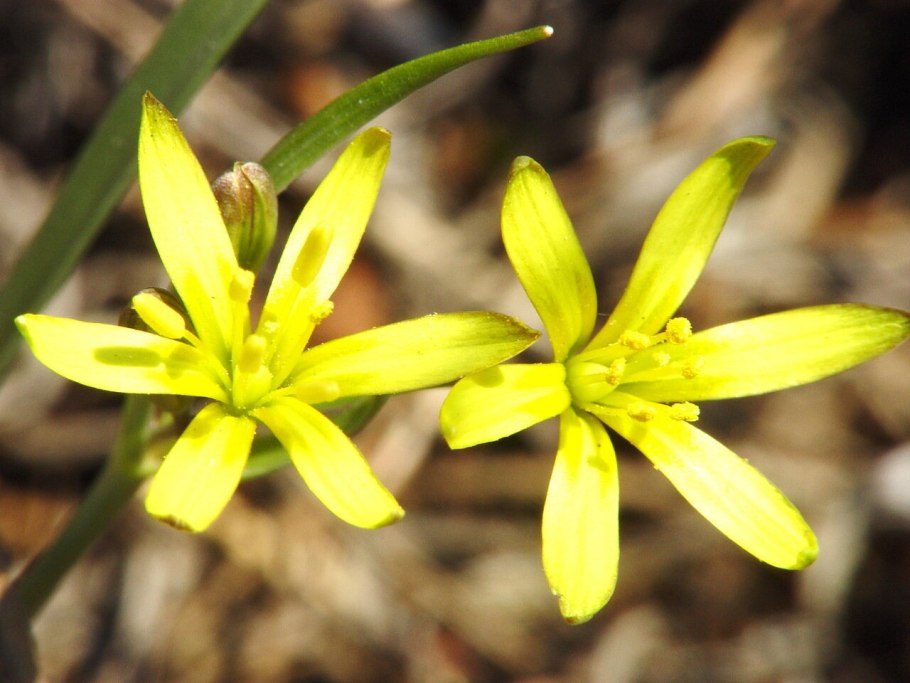 Гусиный лук луковиценосный