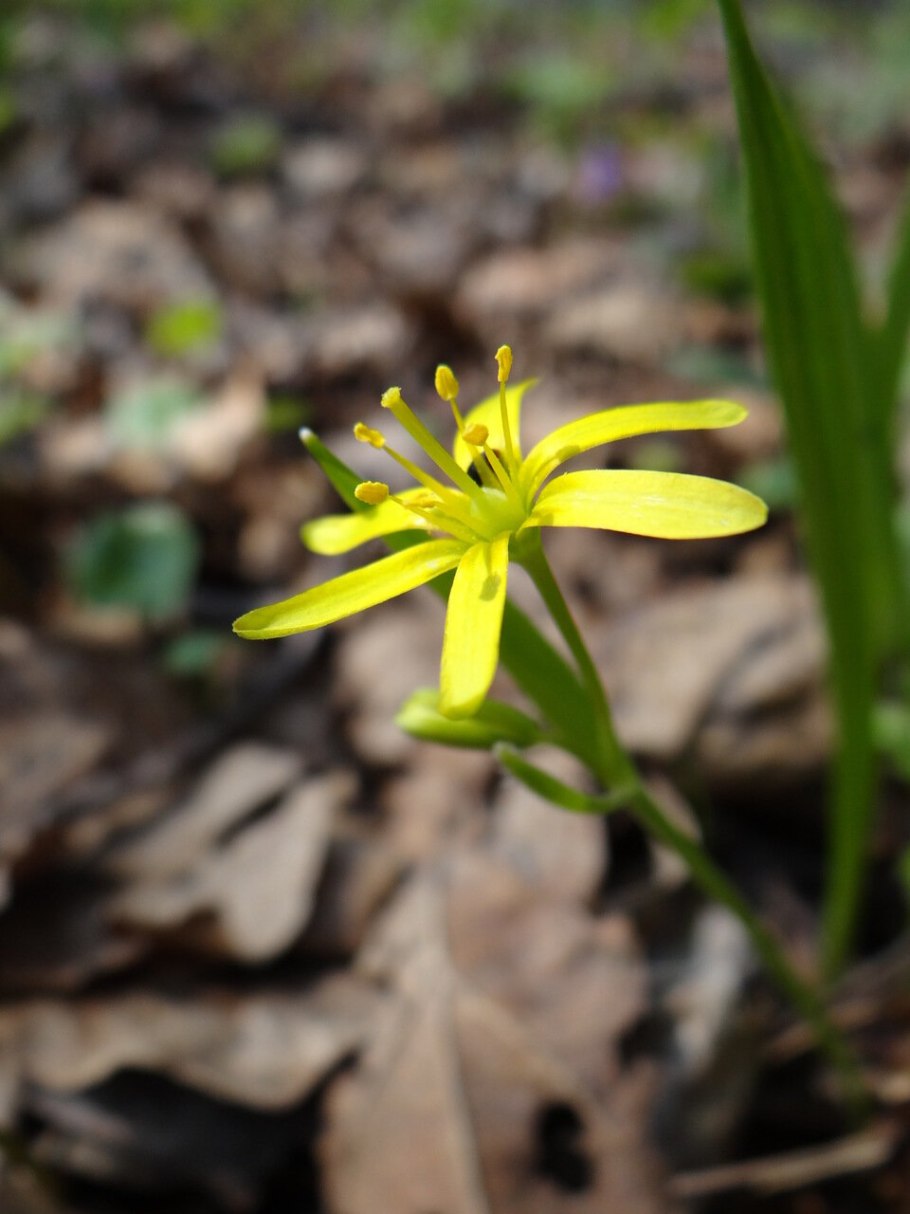 Гусиный лук Луговой