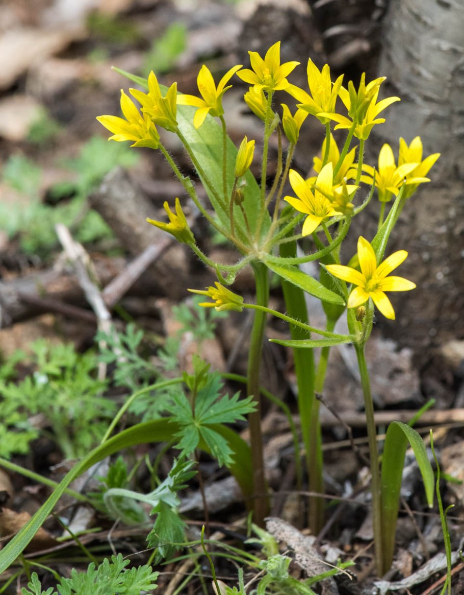 Гусиный лук листья