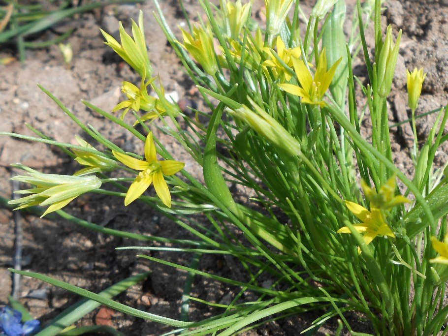 Пролеска Ромашка гусиный лук колокольчик растут ранней весной