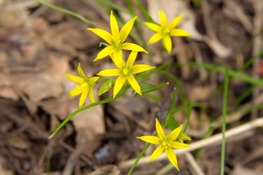 Гусиный лук малоцветковый