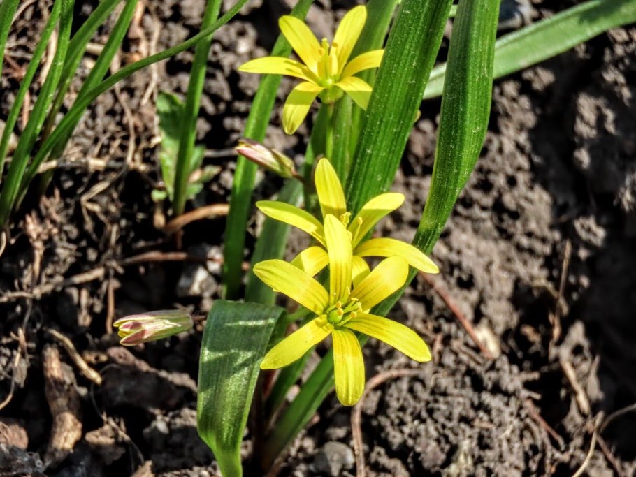 Гусиный лук (Gagea lutea)