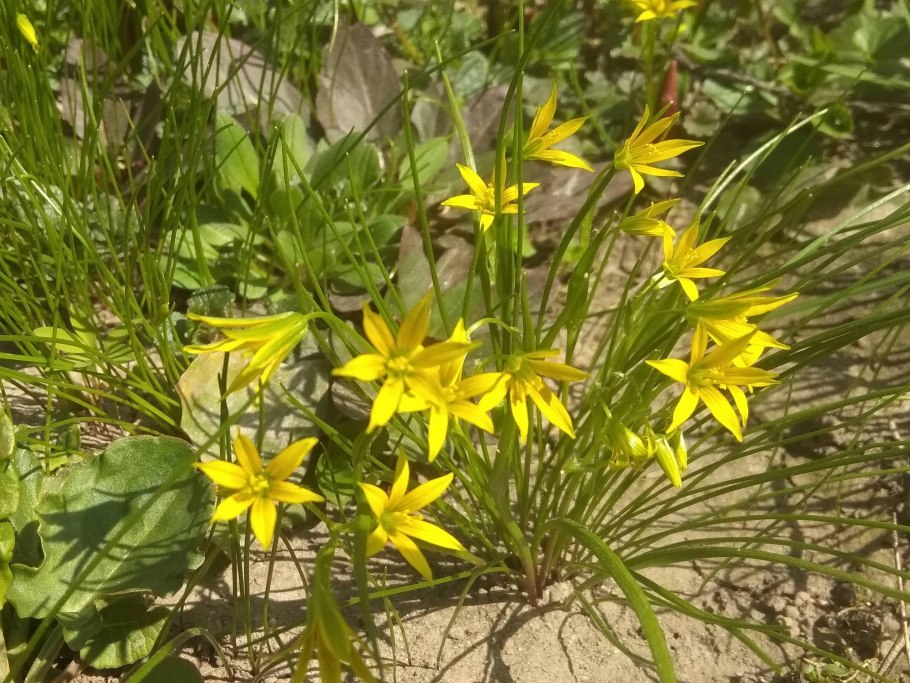 Птицемлечник или гусиный лук