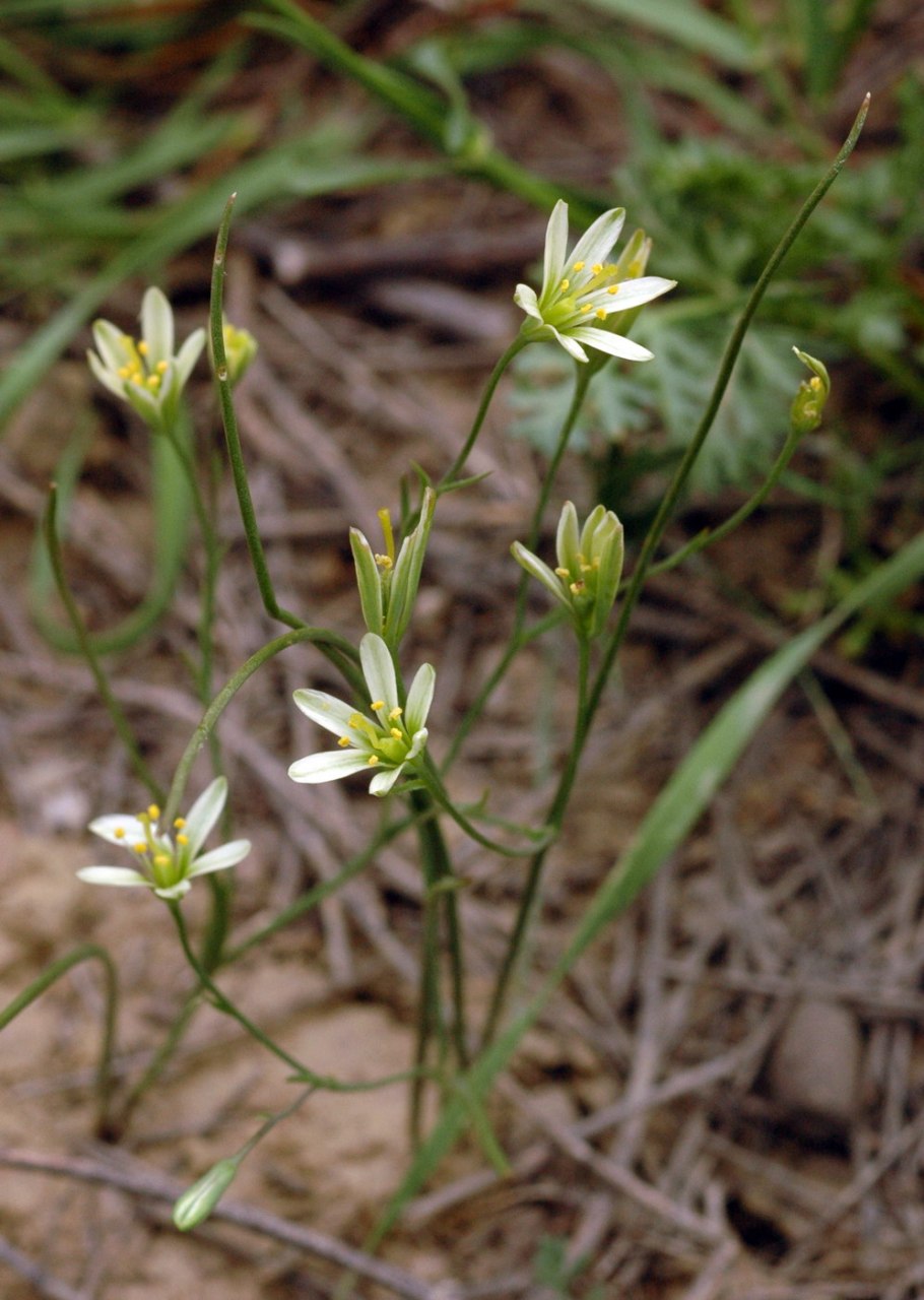 Гусиный лук малоцветковый