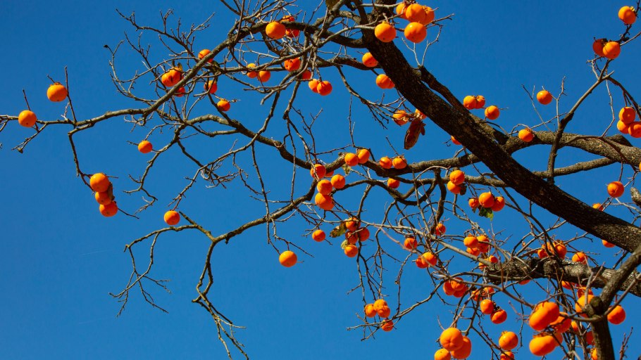 Апельсиновое дерево