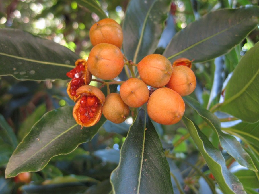Pittosporum undulatum