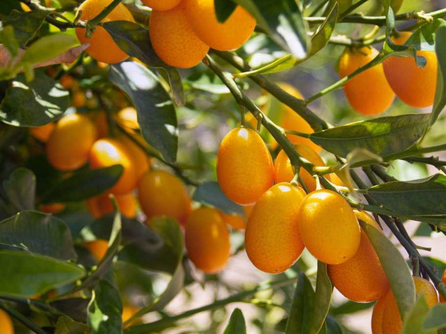 Кумкват дерево