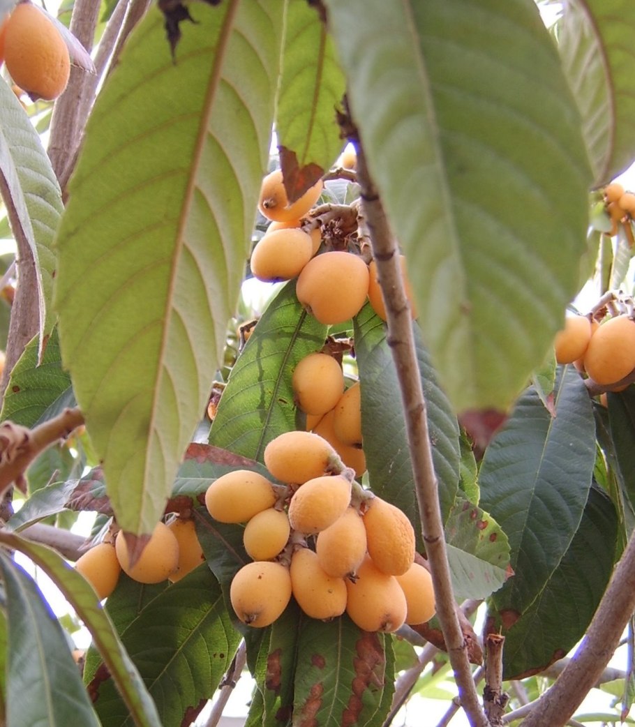 Мушмула японская