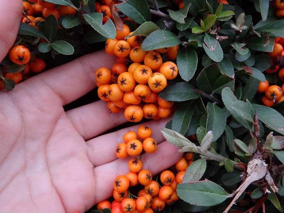 Горький апельсин померанец