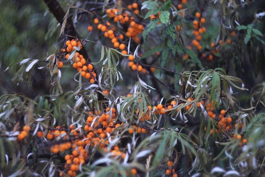 Пираканта ягоды съедобные или нет